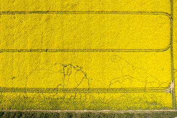 Rape field in spring