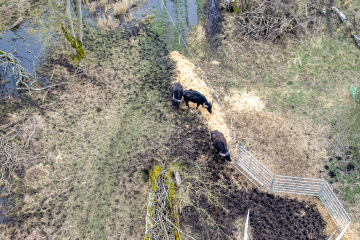 Chippenham Fen National Nature Reserve, Cambs