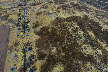 Cavenham Heath