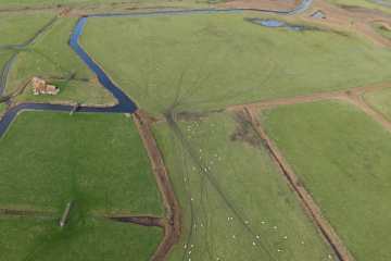 Romney Marsh Sheep