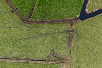 Romney Marsh