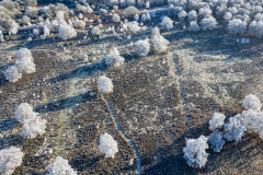 Candy Floss Silver Birches