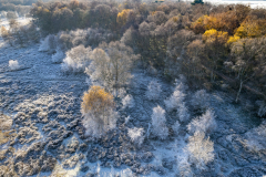 Rime on birch trees