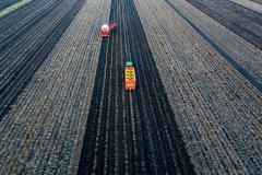 The potato harvest