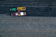 Potato harvesting