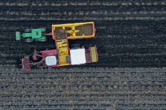 Potato harvesting