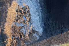 Sugar beet