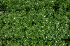 Potato crop