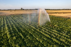 Irrigation