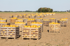 IMG_120655 IMG_120655