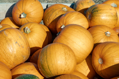 IMG_120660 IMG_120660