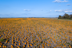 Low drone View Low drone View